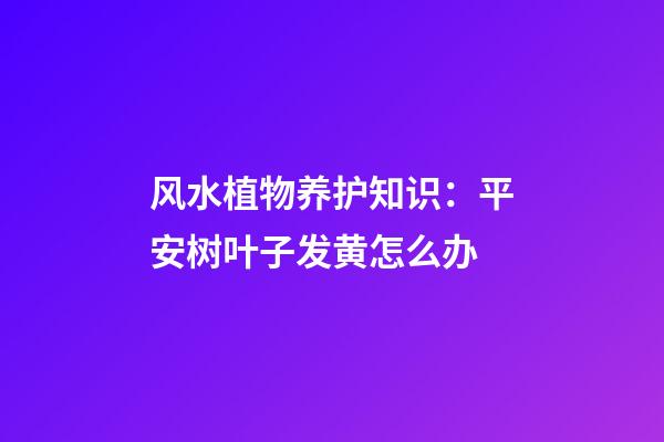风水植物养护知识：平安树叶子发黄怎么办