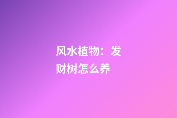 风水植物：发财树怎么养
