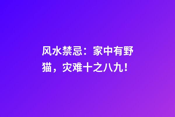 风水禁忌：家中有野猫，灾难十之八九！