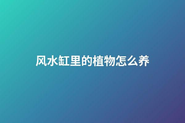 风水缸里的植物怎么养