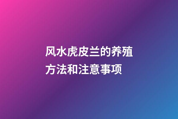风水虎皮兰的养殖方法和注意事项