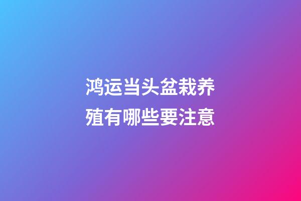 鸿运当头盆栽养殖有哪些要注意
