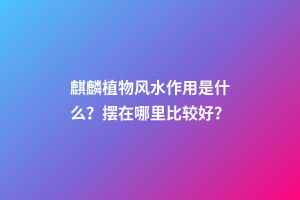 麒麟植物风水作用是什么？摆在哪里比较好？