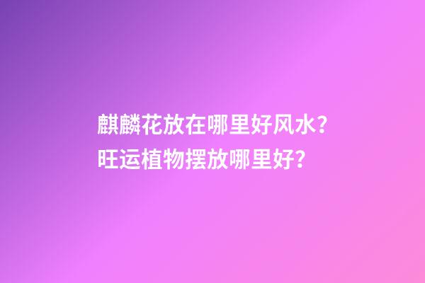 麒麟花放在哪里好风水？旺运植物摆放哪里好？
