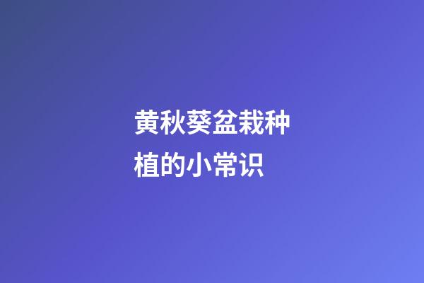 黄秋葵盆栽种植的小常识