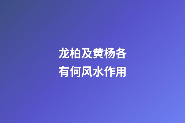 龙柏及黄杨各有何风水作用?